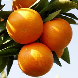 比明日见更好的柑橘品种,红美人与明日见品质哪个好？