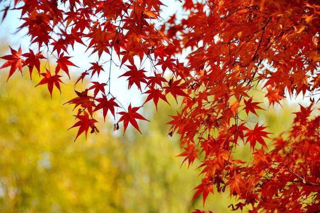 清代诗人的两句古诗,只用14个字,就写出了古人为何讨厌秋天