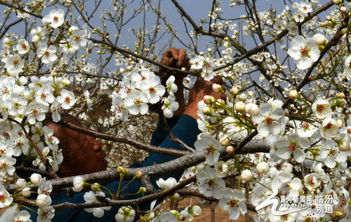 视觉临汾 隰县梨花节邀你来 4月10日不见不散