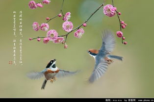 关于有花有鸟的诗句