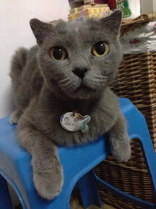 高地折立猫 蓝白 和英短蓝猫,配种会是什么猫 有人说要么是高地折立,要么是蓝猫,不会串的,是这样吗 