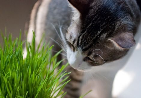 猫咪一次吃多少猫草
