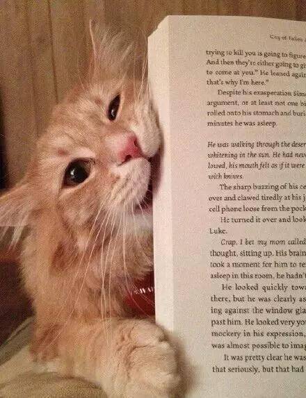 主人,你看书,我看你,猫咪肯定不会打扰你的