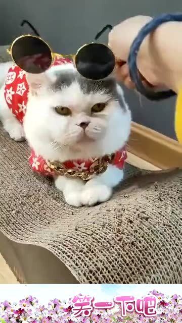 给家里的猫穿上衣服,别的猫好像看它不爽,怎么办 