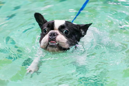 谣言 所有狗狗天生就会游泳