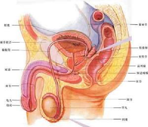 前列腺钙化灶声像 斗图表情包大全 - 与 前列腺