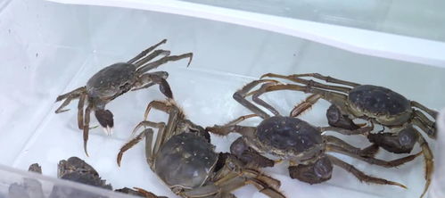 吃不完的螃蟹怎么保存 卖蟹的老板教我一招,保存半个月一样鲜活