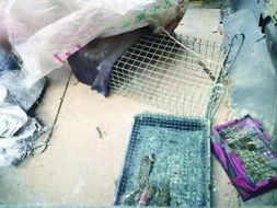 俩男子北京偷猫天津卖肉 目前被警方治安拘留 