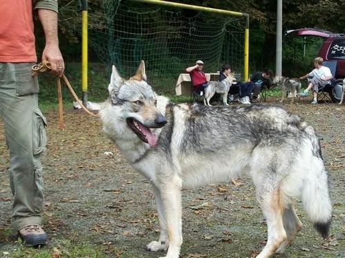 它似犬非犬,似狼非狼,成就史上最 诡异 的犬种