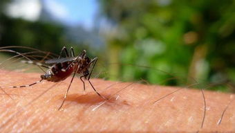 晚上不想被蚊子吵 试试最近爆红的中药防蚊包 