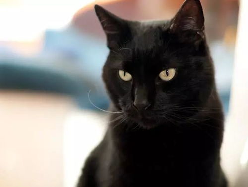 为什么养 黑猫 的人少 可能是这原因有5个