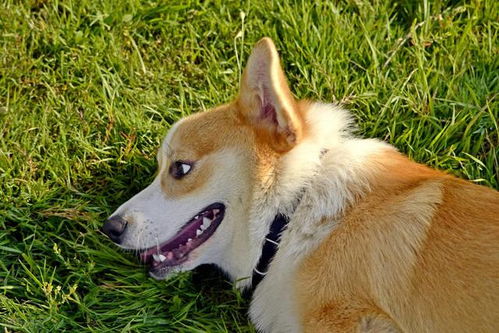 养狗的铲屎官注意了,宠物医生总结的夏季狗狗最常见的五个疾病