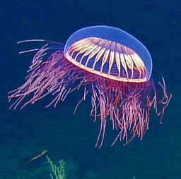 知深潜 高龄老人刷新潜水世界纪录 科学家深海邂逅惊艳 烟花水母 