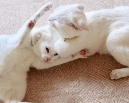 搞笑段子图片 两白猫天天互怼,看过它们的动作网友笑喷