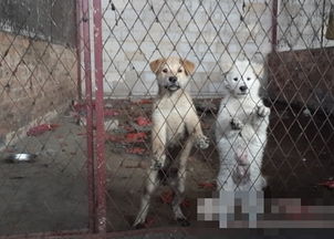 桂林屠场日宰数百犬 宠物狗 优先处理 
