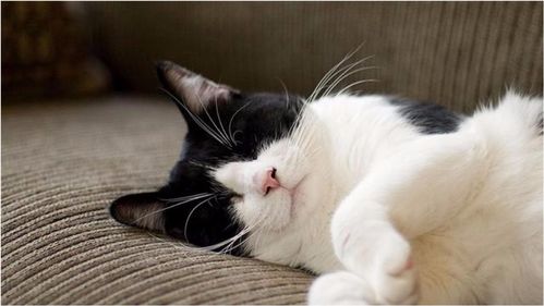 为什么猫天天睡大觉不运动,速度还是那么快 奇葩啊 
