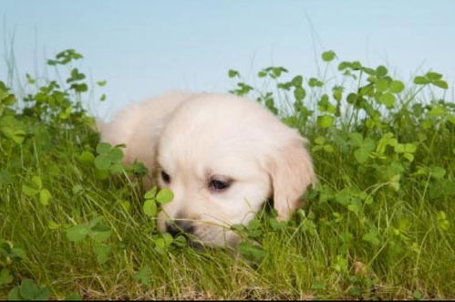 关于为什么狗吃草的理论