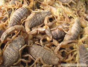 蝎子养殖蝎子供种蝎子回收