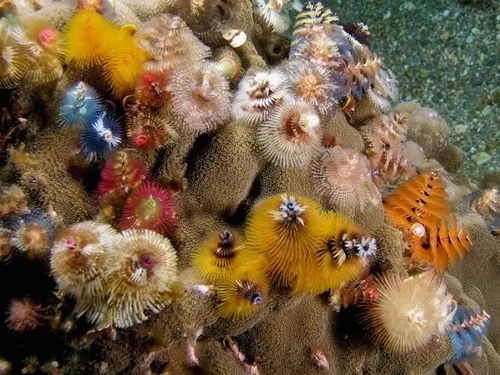 大旋鳃虫 圣诞树虫 ,珊瑚上的彩色圣诞树 