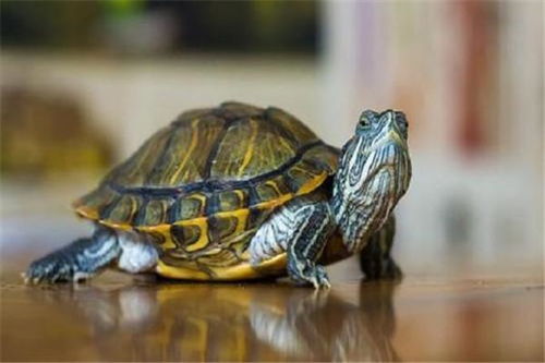 养乌龟有哪些禁忌,放房间里的什么位置最好 