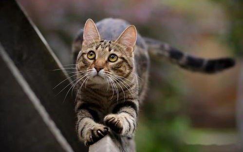 猫去除指甲 请正确认识猫咪指甲的好处 如需要,可以适当修建