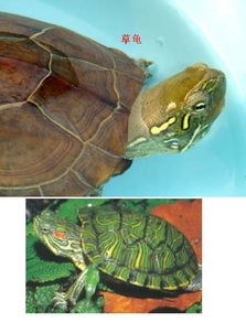 草龟会比巴西龟重吗？