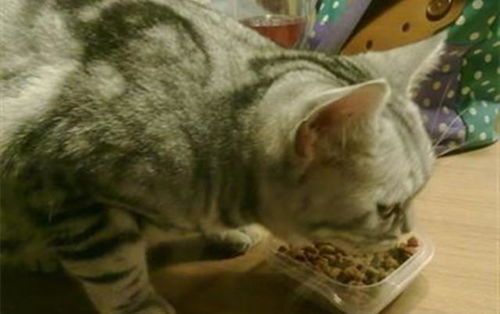 2个月大的幼猫新到家不吃不喝 新环境的饮食习惯培养很重要