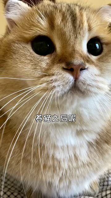 不同猫咪的叫声对比,这五只猫,你最喜欢哪一只 