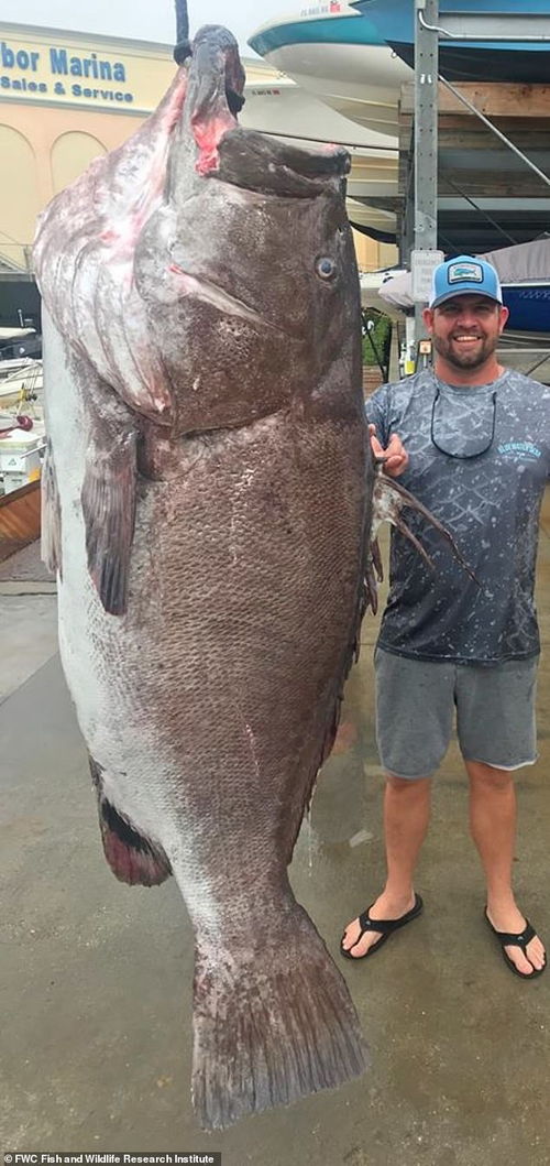 比人还高 美渔民捕获近318斤重的濒危大鱼 图