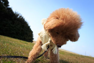 寄越犬，古老品种的现代演绎，寄越犬是什么情况