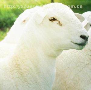 求购河北澳洲白羊羊苗价格 易县杜奥牧业sell 天津澳洲白羊,商务服务 阿土伯网 