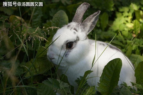 兔子眼睛旁边的毛结块是什么问题