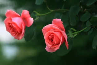玫瑰花好养吗家养玫瑰花方法与注意事项,两分钟学会玫瑰花养护？