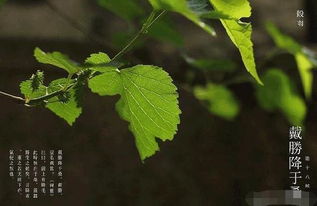 谷雨时节,我们为什么要喝老白茶 