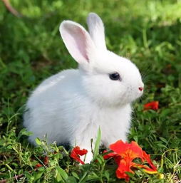 兔子多久成年