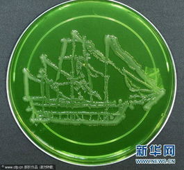 加拿大科学家把致命微生物变成奇妙图形 