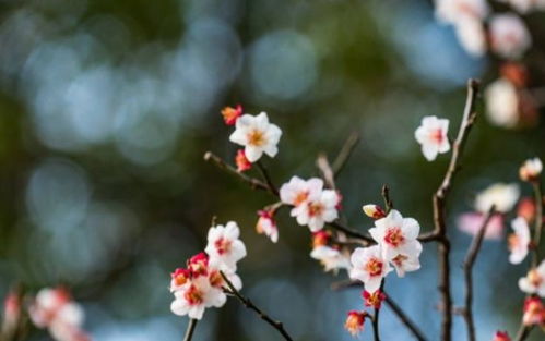 花藤怎么缠着好看(缠藤的花)