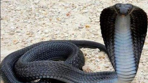 柬埔寨捕蛇人如何捕捉最大的眼镜蛇 人类使用陷阱捕捉大水蛇 