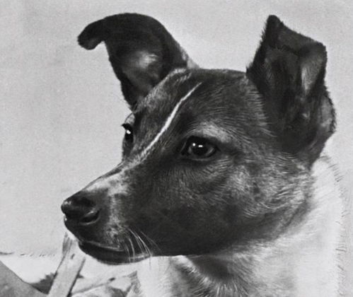 首只进入太空的狗 莱卡 在宇宙飘了60多年 为什么要毒死它