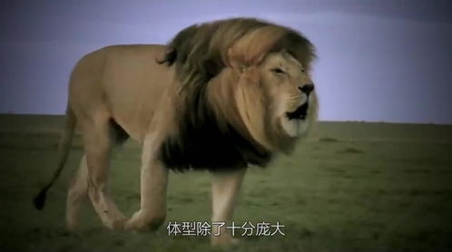 为何狮子这么怕 马赛人 一分钟视频告诉你,狮子 做个人吧 