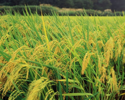 高温天对水稻养花可有影响