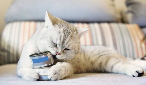 猫咪不能吃的15种食物,小心 中招 了 