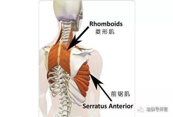 收缩肩胛骨前锯肌在哪里 文章欣赏阅读 Bj塔塔 Bjtata Com