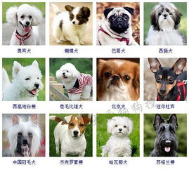 分享 178种狗狗品种大全,原来按体型智商都是这么分 