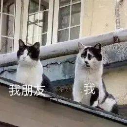 南京一女子拿出1万元给猫做了双眼皮手术,原因竟是她嫌猫太丑