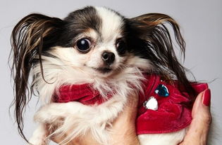 世界上最小的狗最新排行,原来吉娃娃中这些品种竟能小到让人心疼