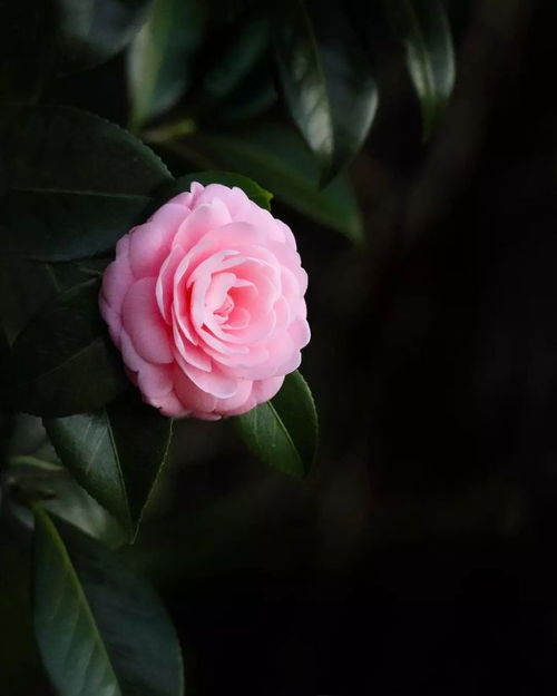 花朵图片怎么弄好看，如何拍得相对简约好看(花朵照片素材)