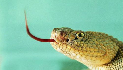 蛇有耳朵吗 它们既没有外耳也没有中耳,是怎么听到声音的