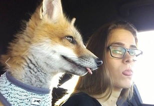 澳洲网 美夫妇家养狐狸当宠物惹争议 每日带其散步 