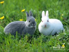 兔子怀孕多久生产,产前有什么情况